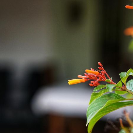Sashini Homestay 시기리야 외부 사진