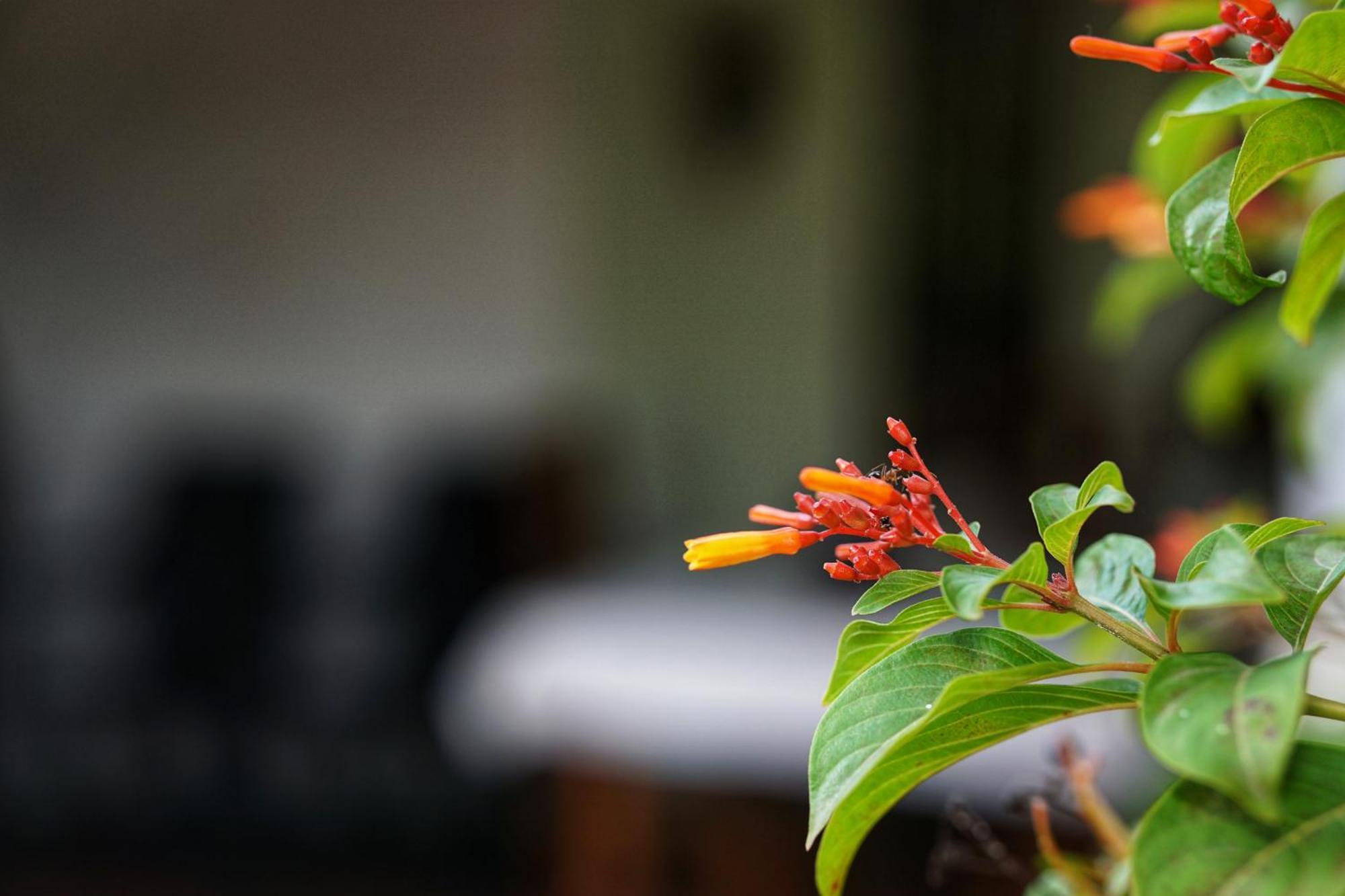 Sashini Homestay 시기리야 외부 사진